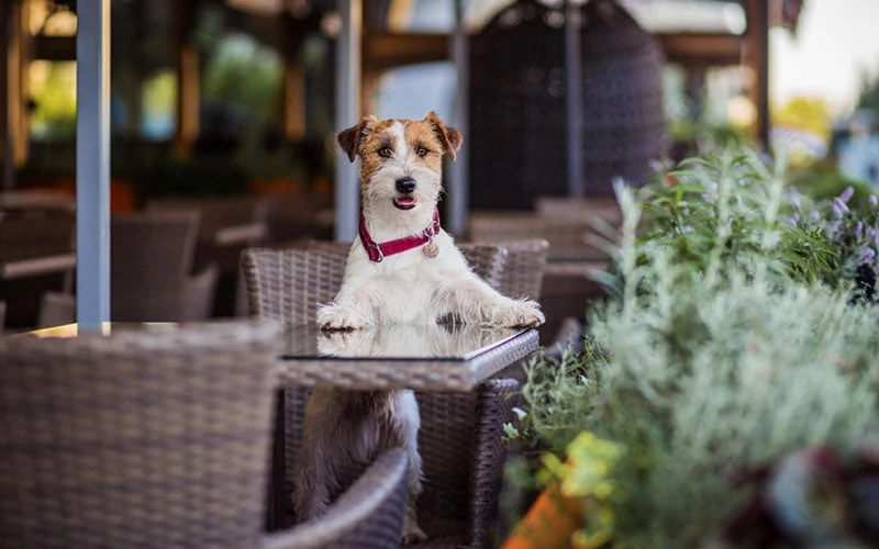 Top 11 Dog-Friendly Restaurants in Santa Monica