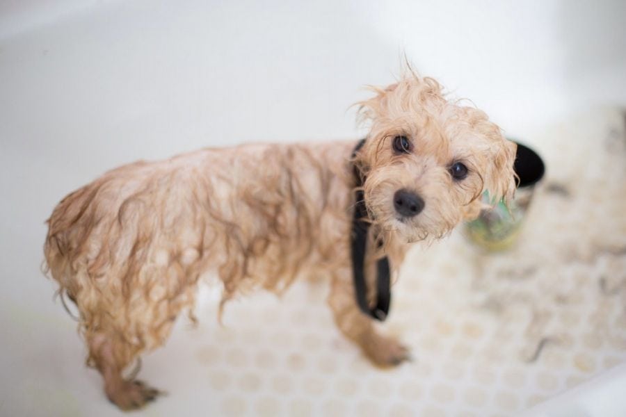 The Complete Guide to Finding the Right Dog Groomer in L.A.