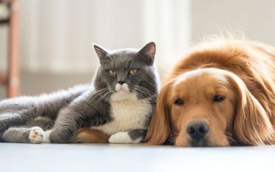 The 411 on Pet Insurance in Los Angeles