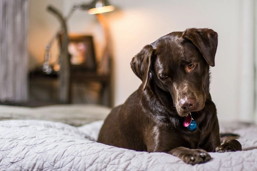 Best Tips for Dealing with Pet Separation Anxiety Post Quarantine