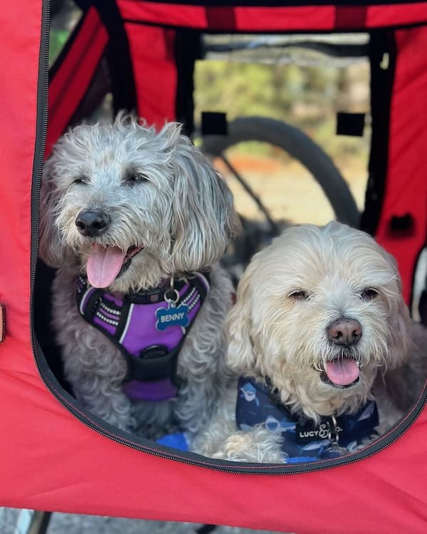 Otis and Benny are on an adventure with Animal Magnetism in West Los Angeles.