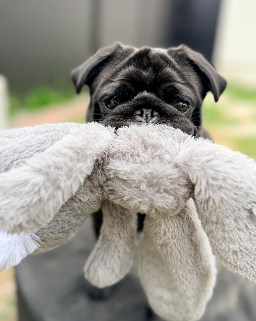 Playful pug carrying a stuffed bunny during personalized overnight pet care in West Los Angeles.