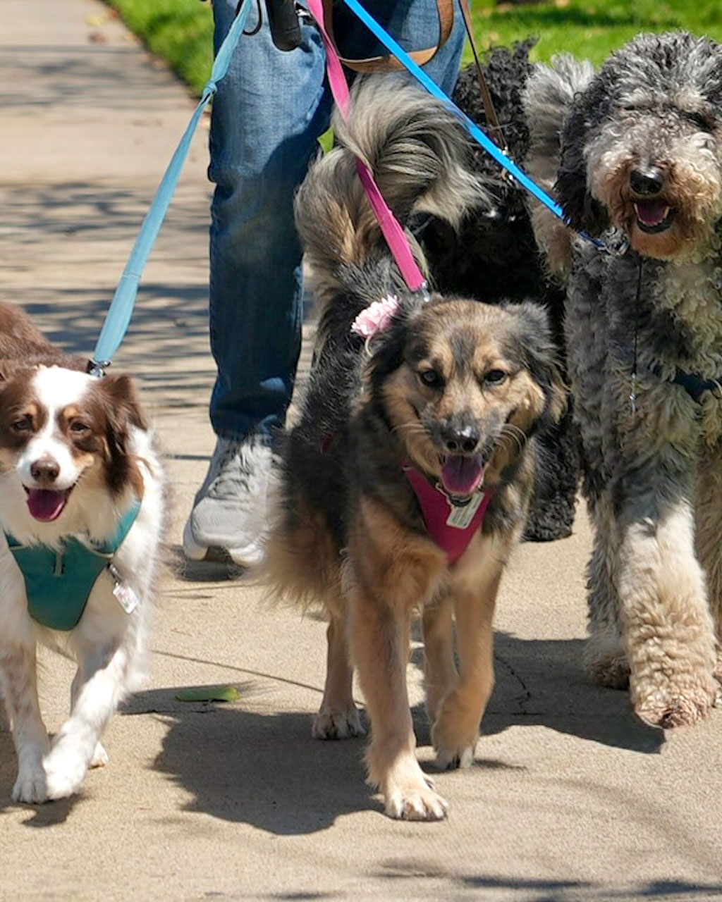 Professional dog walker with Animal Magnetism leading a small pack of dogs on a sunny Westchester neighborhood sidewalk in Los Angeles.