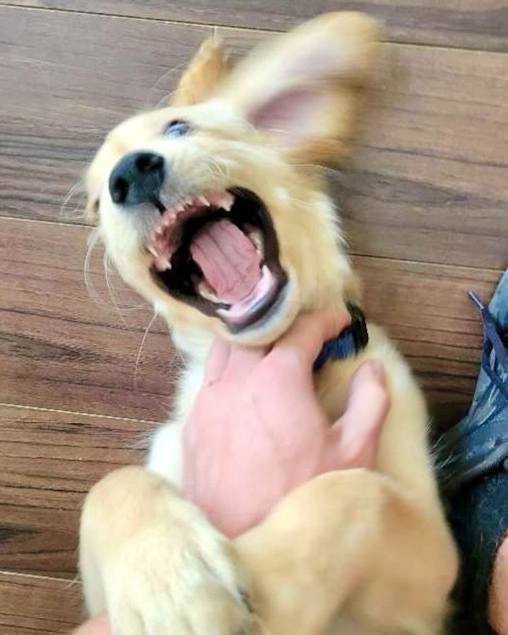 Cullum getting rubs in West Los Angeles by the professional pet care staff from Animal Magnetism.