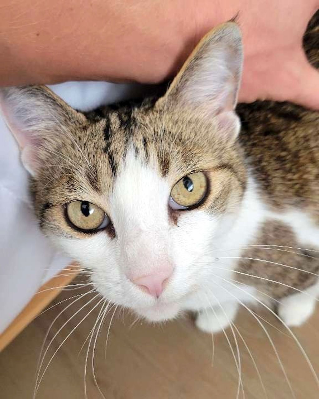 Friendly cat receiving attentive care during a personalized pet sitting visit in the Mar Vista neighborhood of Los Angeles.