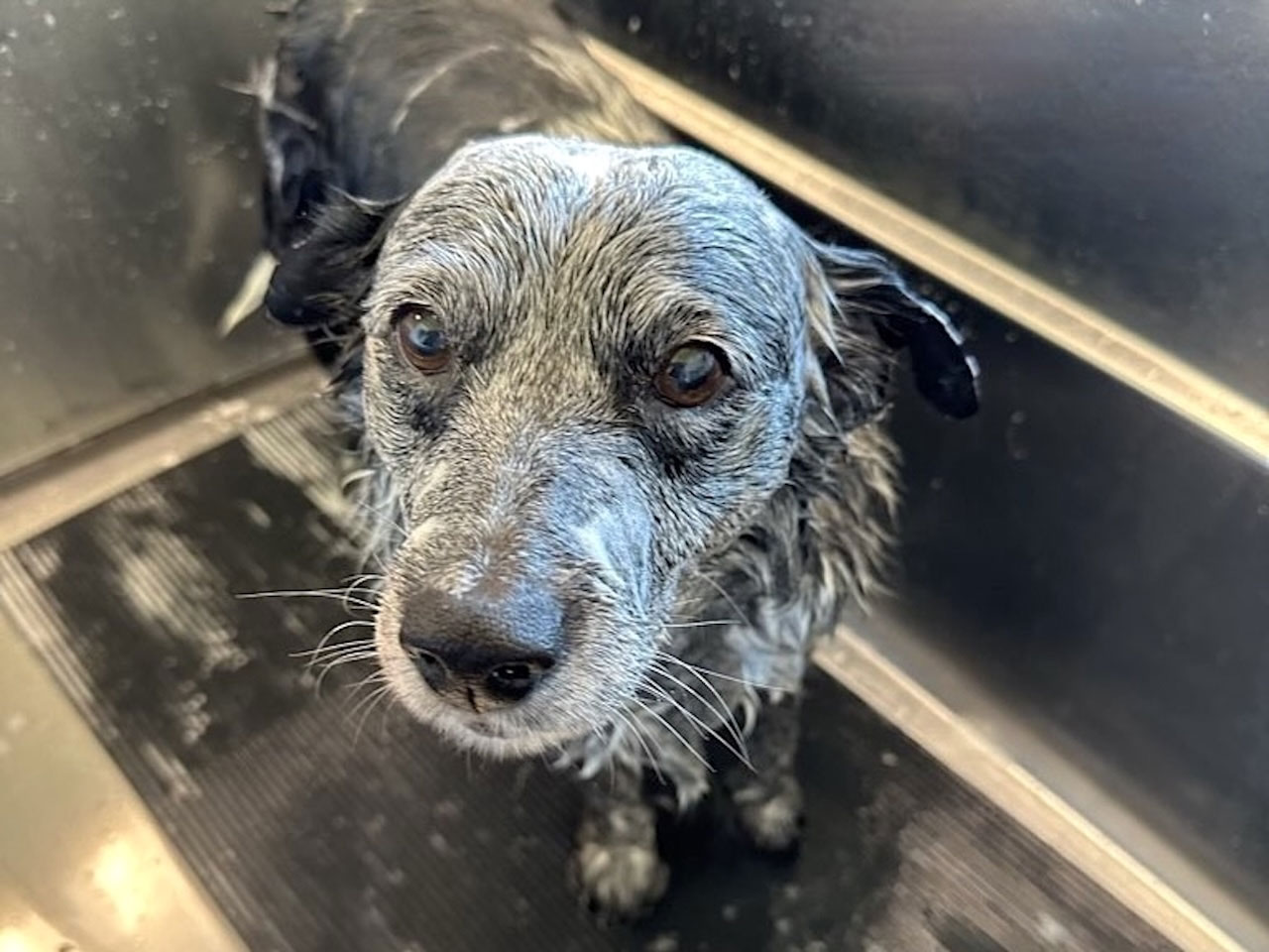 Sawyer is getting a pet wash in West Los Angeles