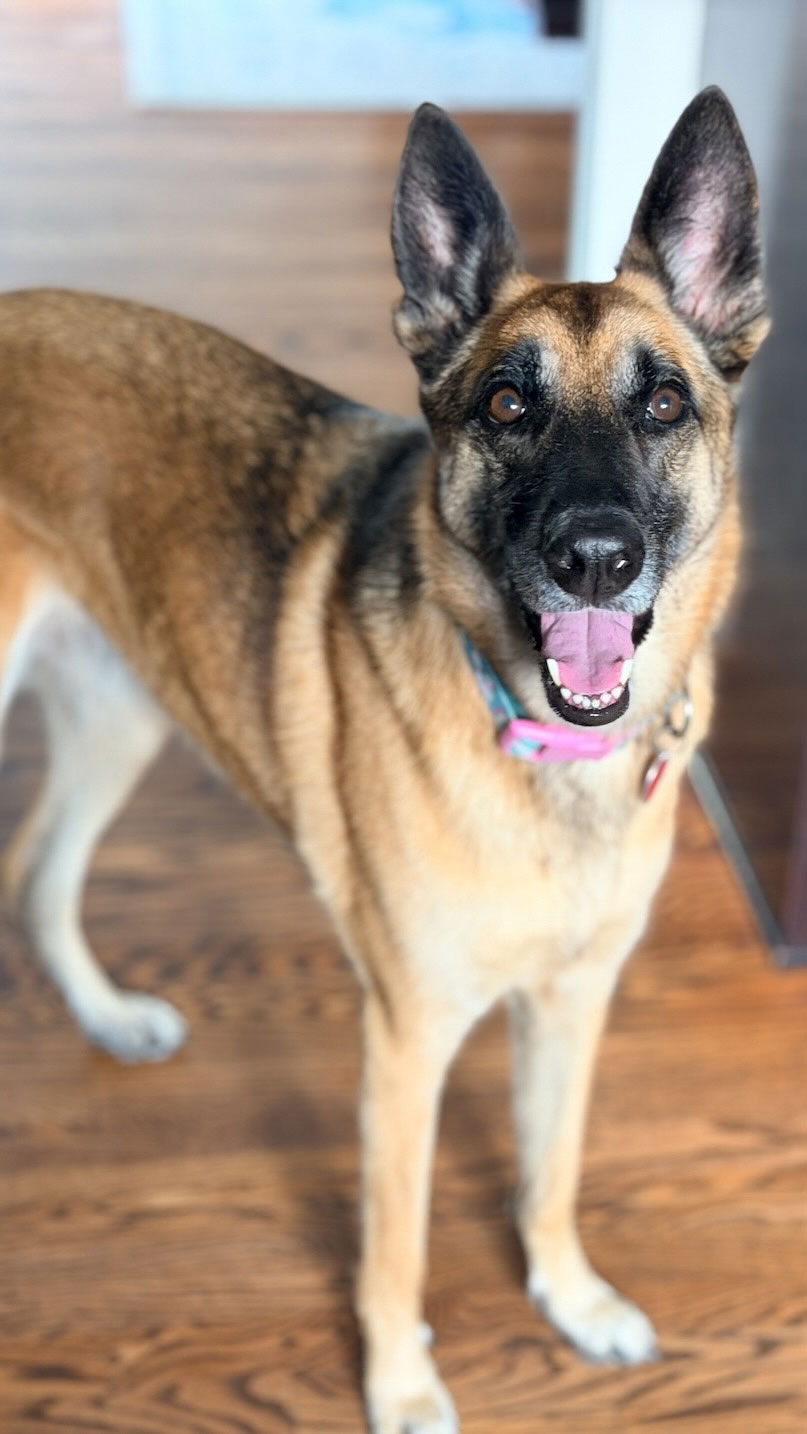 Happy Belgian Malinois enjoying comfortable boarding in a trusted Culver City pet sitter’s home.